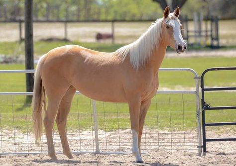 Palomino Quarter Horse Mare, Turkoman Horse, Palomino Arabian, Throughbred Horses, Spirit And Rain, Mare Horse, Horse Coats, Palomino Horse, Reference Pics