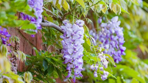 Can you grow wisteria in a pot? Absolutely, but there are 5 things to consider first — Ideal Home Growing Wisteria In A Pot, Wisteria Potted, Indoor Wisteria, Wisteria In A Pot, Chinese Wisteria, Wisteria Plant, Small Gardens, Wisteria, 5 Things