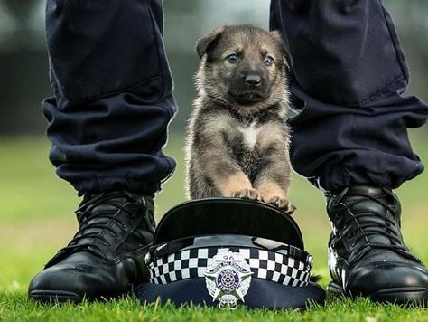 Military Working Dogs, Victoria Police, Police Dog, Military Dogs, Yorkshire Terrier Puppies, Police Dogs, Shepherd Puppies, German Shepherd Puppies, A Puppy