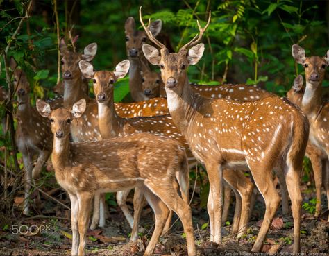 Native to the Indian subcontinent. They remain spotted as adults. (a.k.a. Chital) Japanese Deer, Axis Deer, Spotted Deer, Black Ink Art, Deer Photos, Deer Painting, Big Cats Art, Animal Puzzle, In The Jungle