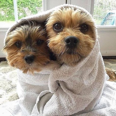 Dog In Blanket, Dog Wrap, Yorkie Terrier, Yorkie Lovers, Popular Dog Breeds, Most Popular Dog Breeds, Very Cute Dogs, Yorkie Dogs, Really Cute Dogs