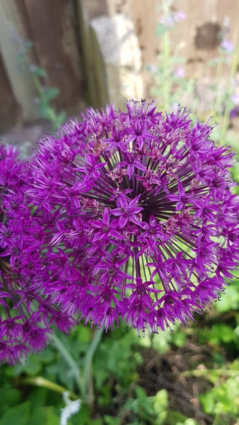 How to Plant and Grow Persian onion 'Purple Sensation'(Allium hollandicum 'Purple Sensation') Allium Hollandicum, Allium Purple Sensation, Ornamental Onion, Purple Onion, Identify Plant, Plant Tags, Root System, Spring Bulbs, Garden Borders