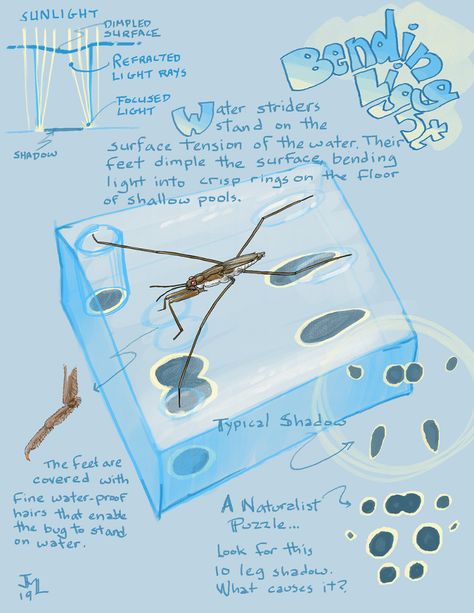 How Water Striders Bend Light to Make Shadows - Bay Nature Magazine Freshwater Jellyfish, Water Strider, Biomimicry Examples, Commercial Ideas, Standing In Water, Nature Guide, Water Bending, Nature Magazine, California Nature