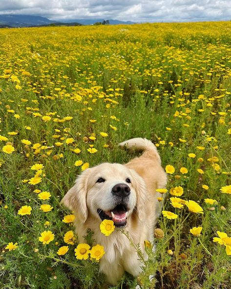 Maui | Golden Retriever | Why a corgi and a golden retriever? I never thought I would get the second dog, and not a golden retriever. Looking back, I think it’s… | Instagram Silly Golden Retriever, Golden Retriever Aesthetic, Cute Dogs Images, Cute Animals Puppies, Very Cute Dogs, A Golden Retriever, Golden Retriever Puppy, Retriever Puppy, Dogs Golden Retriever