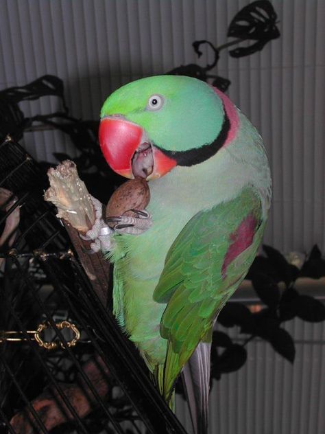 adorable Alexandrine parrot Alexandrine Parrot, Violet Indian Ringneck Parrot, Gray Parrot African, African Parrot Grey, Yellow Naped Amazon Parrots, Archery Bows, Human Babies, Parrot Toys, Archery