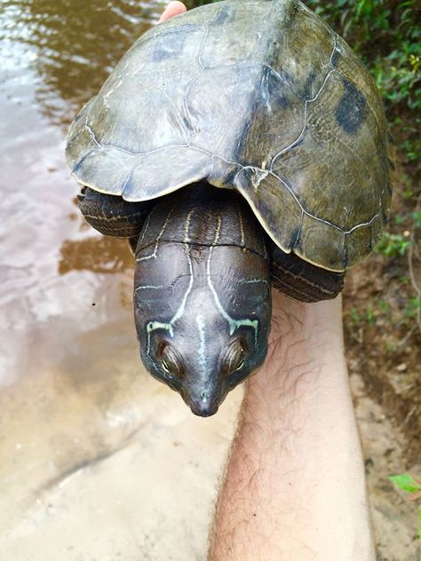 A big female Mississippi map turtle from a sampling trip to Texas. Graptemys pseudogeographica kohnii Mississippi Map Turtle, Map Turtle, Mississippi, Reptiles, Texas, Map, Animals