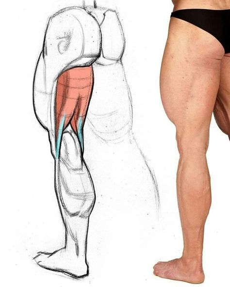 Squatting Pose Reference Male, Thigh Muscles Reference, Drawing Book Pdf, Leg Anatomy, Human Anatomy Reference, Anatomy Tutorial, Human Anatomy Drawing, Human Figure Drawing, Human Anatomy Art