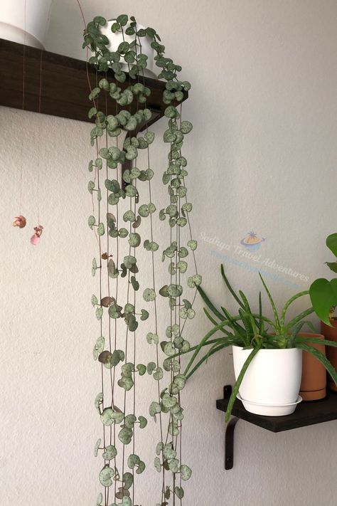 Chain Of Hearts Plant, String Of Hearts Plant, Ceropegia Woodii, Chain Of Hearts, String Of Hearts, Plant Tips, Room Refresh, Pinkish Purple, Plant Images