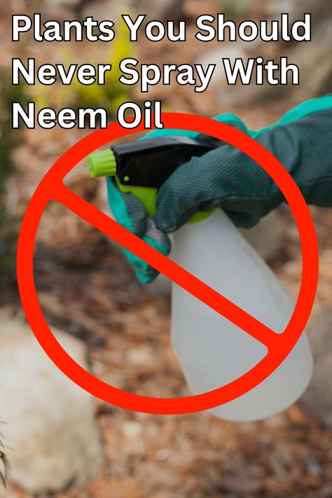 Neem oil is used widely by gardeners as an organic pest control spray. This product can work very effectively on a range of garden pests. However, certain plants should not be sprayed with neem oil as it can cause the leaves to burn. Diy Neem Oil, Pest Control Plants, Plant Bugs, Organic Gardening Pest Control, Ultimate Backyard, Sensitive Plant, Organic Pest Control, Natural Alternatives, Plant Pests