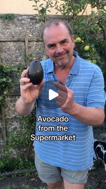 Simon Akeroyd on Instagram: "How to grow an avocado plant from a supermarket fruit. 

They are easy to germinate, although unlikely you will get fruit in England unless you have a large, warm space for the tree to grow. You may also need patience, as it can take a good few years for it to bear fruit. 
That said, I do know a place near me in Devon who has an avocado tree, grown from a supermarket fruit, that regularly crops every year. 

Even if they don’t produce fruit, they make beautiful #houseplants if grown in a pot indoors 

#growyourown #gardening" Indoor Avocado Tree, Avocado Tree Care, Beautiful Houseplants, Potted Fruit Trees, Avocado Plant, Grow Avocado, Indoor Tree, Avocado Seed, Avocado Tree