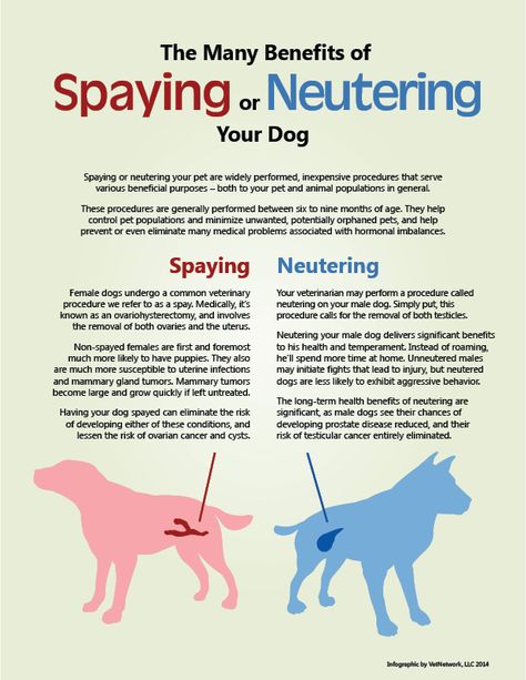 Here's why you should spay or neuter your pet. Vet School Motivation, Vet Nursing, Veterinarians Medicine, Veterinarian Technician, Vet Tech School, Veterinary Tech, Vet Tech Student, Dogs Ideas, Vet Technician