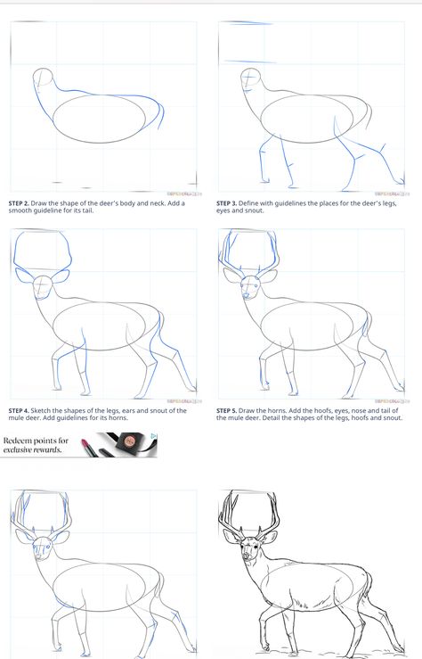 Deer Sketch, Animal Line Drawings, Beginner Sketches, Deer Drawing, Art Assignments, Animal Study, Watercolor Painting Techniques, Easy Doodles Drawings, Indian Art Paintings