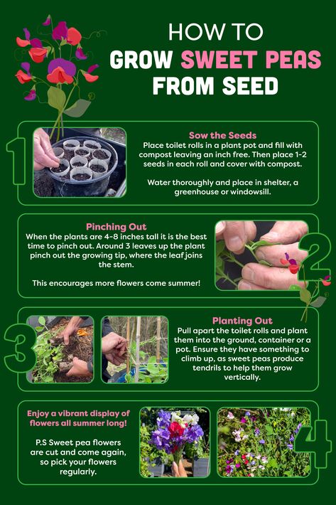 Infographic describing how to grow sweet peas from seed and 4 steps involved to get brilliant blooms. Flowers For Beginners, Sweet Pea Flower, Growing Sweet Peas, Sweet Pea Seeds, Sweet Pea Flowers, Best Flowers, Old Spice, Sweet Peas, Veggie Garden