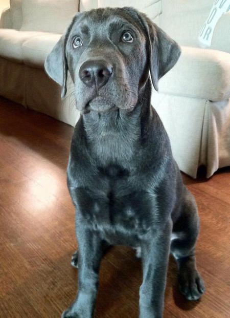 Charcoal Lab, Silver Labrador, Silver Lab, Labrador Retriever Puppies, Love My Dog, Labrador Retrievers, Lab Puppies, Labrador Retriever Dog, Retriever Dog