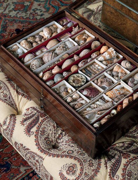 The Home of The Antique Dealers Shell Cabinet, Naturalist Decor, Milieu Magazine, Pine Cabin, Shell Display, Studio Office, Printers Tray, Shell Collection, Cabinet Of Curiosities