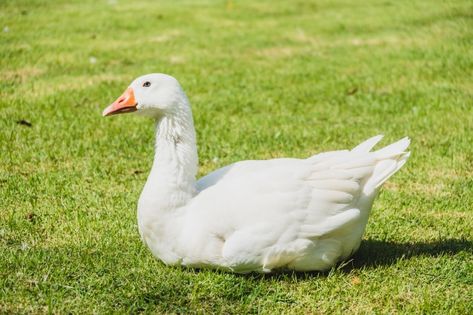 Duck Farming, Duck And Ducklings, Horse Games, Duck Cartoon, Bird Free, Duck Toy, Isometric Illustration, White Goose, Baby Ducks