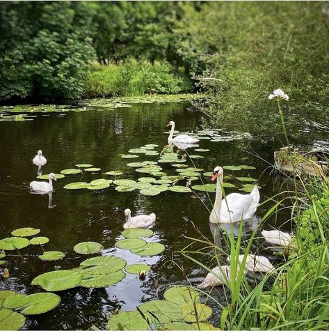 Cottage Core Garden, Relaxing Photos, Lovely Landscapes, Garden Pond Design, Image Background, Pond Design, Pretty Landscapes, Cat Funny, Dream House Exterior