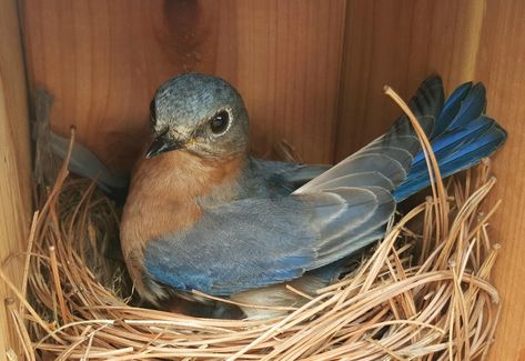 Brood of bluebirds herald spring | Spotlight | myeasternshoremd.com Bluebird Nest, Bluebird House, Bird Identification, Eastern Bluebird, Clear Spring, Bunny Crafts, Baby Bird, Nesting Boxes, Bluebird