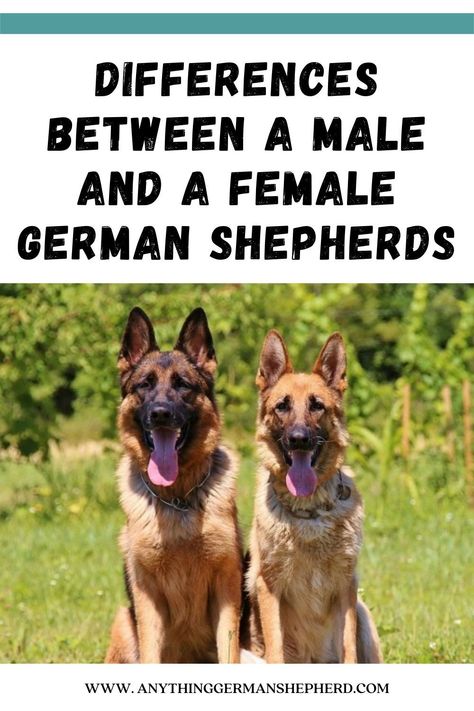 German Shepherd Training, Dog Minding, Training Ideas, Easiest Dogs To Train, Dog German, Cesar Millan, Dog Training Techniques, Shepherd Dogs, Belgian Malinois