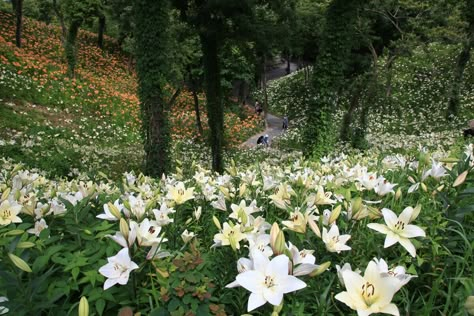 Field Of Lilies, Lilly Plants, Lily Wallpaper, Lily Painting, Paint Flowers, Flower Landscape, Flower Therapy, All I Ever Wanted, Flower Nature