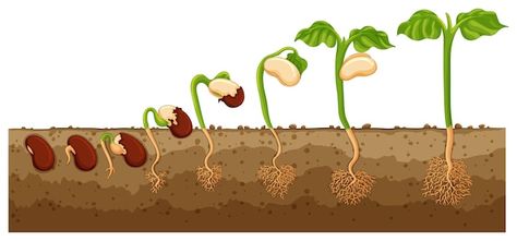 Seed growing into tree | Free Vector #Freepik #freevector #clip-art #planting-seeds #soil-background #plant-seed Planting Flowers From Seeds, Seed Illustration, How Plants Grow, Seed Growing, Books Illustration, Alphabet Crafts, Seed Germination, Children Books, Plant Drawing