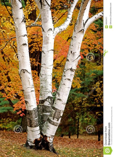 White Birch tree in Autumn stock image. Image of three - 66629411 Birch Trees Garden, Fall Branches, Tree In Autumn, Birch Trees Landscaping, Background Tree, White Birch Trees, Birch Tree Art, Birch Tree Painting, Maine Art