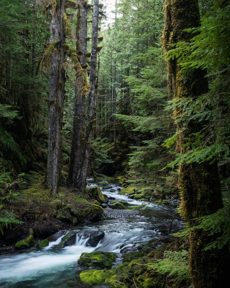 New Zealand Forest, Rangers Apprentice, Forest Camp, New Zealand Landscape, Best Nature Wallpapers, Outdoor Paradise, Life Quotes Pictures, National Photography, Walk In The Woods