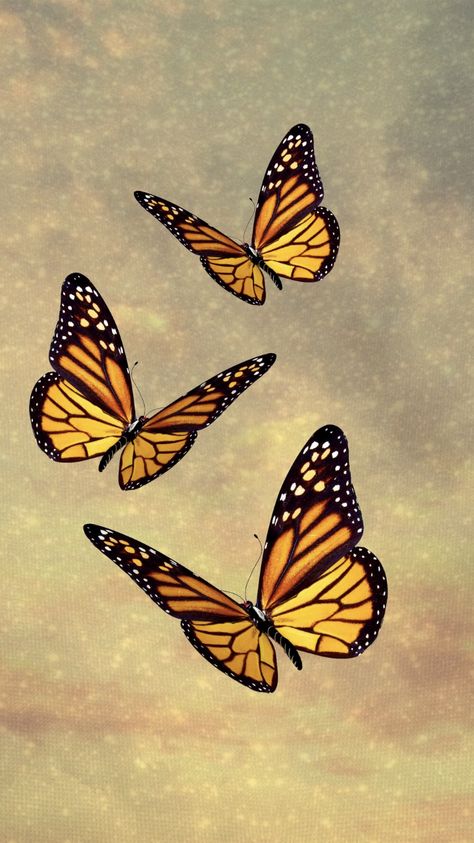 Monarch Butterfly Wallpaper Aesthetic, Yellow Butterfly Aesthetic, Yellow Butterfly Wallpaper Aesthetic, Yellow Butterflies Aesthetic, Butterfly Aesthetic Monarch, Wallpaper Butterfly, Yellow Butterflies, Aqua Wallpaper, Beautiful Butterfly Photography