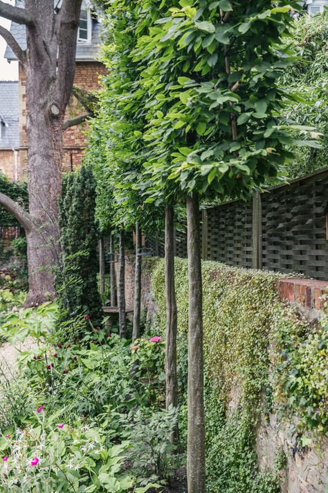 A row of pleached hornbeam trees adds structure to the perimeter. Evergreen Courtyard Garden, Perimeter Trees, Pleached Hornbeam Trees, Hornbeam Trees For Privacy, Oleander Privacy Hedge, Pleached Laurel Trees, Pleached Trees Privacy Screens, Pleached Hedge, Cottage Garden Privacy Hedge