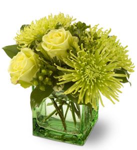 Cube Vase, Green Spider, Modern Florals, Spider Mums, Green Centerpieces, Get Well Flowers, Green Roses, Green Bouquet, Beautiful Bouquets