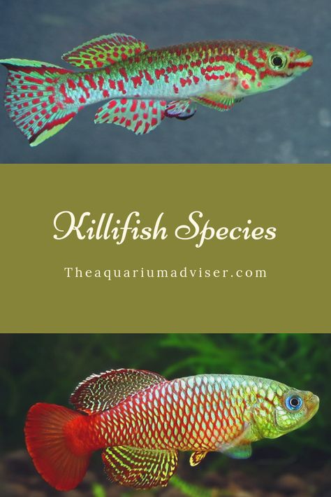 These narrow-bodied, often highly colorful fish deserve to be far more popular. Their small size means that they do not need to be accommodated in a large, expensive tank. In addition, many of the more widely available killifish are easy to maintain, and they can often be persuaded to spawn in home aquariums. Killifish Aquarium, Diet Water, Wabi Kusa, Freshwater Plants, Oscar Fish, Fish Keeping, Aquarium Maintenance, Community Tanks, Backyard Pond