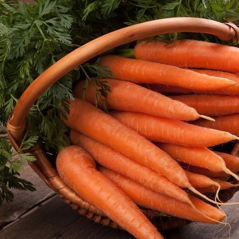 Short on outside space or live in a harsher climate but still want fresh veggies? Try growing carrots indoors. Growing your carrots inside will guarantee you a year-round harvest of fresh, sweet, and tasty roots – and it's easy when you know how to grow them successfully. Read more now to get our tips. #indoorgardening #carrots #gardenerspath Poptropica Aesthetic, Carrots Aesthetic, Carrot Aesthetic, Carrot Plant, Carrot Gardening, Growing Carrots, Food Bakery, Cucumber Seeds, Daucus Carota