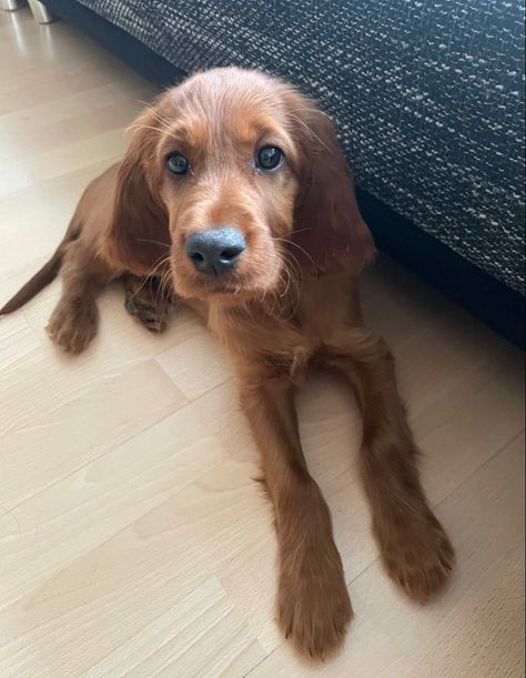 Irish Dog Breeds, Irish Setter Puppy, Setter Dogs, Fluffy Things, Irish Setter Dogs, Irish Setters, Romanticising Life, Animal References, Warm Fuzzies