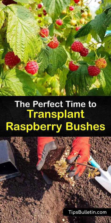 Everyone loves gorgeous red raspberries. Learn how to care for and transplant raspberries in your garden this season. This how-to guide for raspberry bushes has tips to transplant, mulch, and prune your fruiting raspberry canes for a huge harvest. #transplant #raspberry #bushes Transplant Raspberry Bushes, When To Transplant Raspberry Plants, Raspberry Fence Ideas, Transplanting Raspberry Plants, How To Prune Raspberry Bushes, Raspberry Bushes Landscape, Raspberry Bushes Care How To Grow, Berry Bushes Garden Ideas, Planting Raspberry Bushes