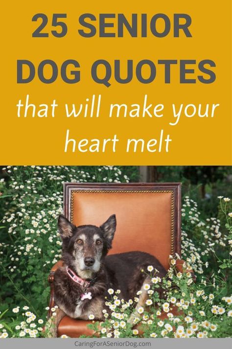 These senior dog quotes really hit me in the feels. One hone hand, they make me a little sad thinking about my heart dog. But they also make my heard swell with love and happy memories. Elderly Dog Quotes, Old Dog Quotes Best Friends, Senior Dog Quotes Love, Adopt A Senior Dog Quotes, Aging Dog Quotes, Euthanizing Your Dog Quotes, Older Dog Quotes, Dog Getting Old Quotes, Old Dogs Quotes