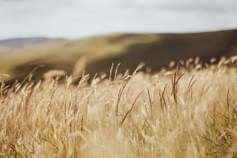 Windclan Aesthetic, Flynn Aesthetic, Welsh Mountains, Johnny Flynn, Warrior Cat, Warrior Cats, Grasses, Walk In, Sunflower