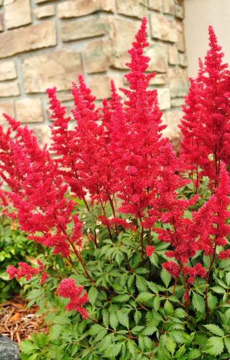 Red Perennials, Perennials Low Maintenance, Amazing Backyard, Shade Loving Perennials, Shade Garden Plants, Full Sun Perennials, Fragrant Garden, Best Perennials, Sun Perennials