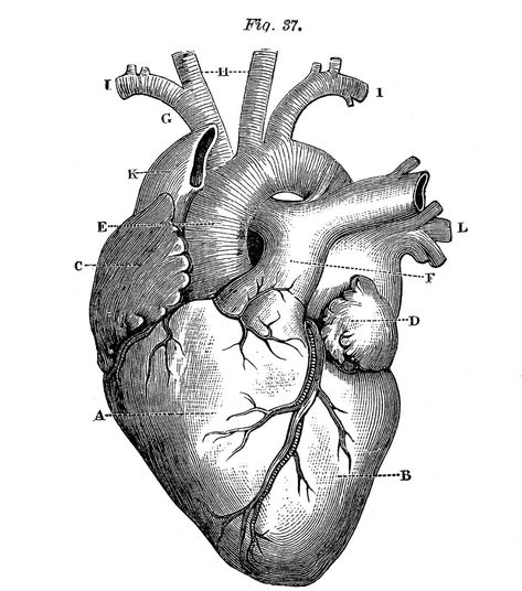 Anatomical Heart Drawing, Human Heart Anatomy, Medical Drawings, Heart Anatomy, Science Illustration, Heart Sketch, Shoulder Tattoos, Heart Illustration, Sculpture Ideas