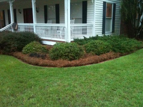 Pine straw is becoming the most popular organic mulch on the market.  It helps maintain soil temperature and moisture.  www.facebook.com/waitspinestraw Pinestraw Flower Beds, Straw Gardening, Garden Tower, Hydrangea Tree, Farmhouse Landscape, Straw Bale Gardening, Porch Landscaping, Flowering Bushes, Straw Bale