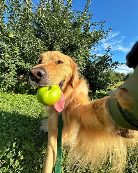 POV: You’re ready for fall and apple picking season🍏 Fun fact- My (human) dad’s family owns Downing Fruit Farm in New Madison, OH. We roadtrip from Florida to Ohio every year to spend time with family and visit the farm! #dogsofinstagram #dogselfies #goldenretriever #dogsofohio Pov Photography, Apple Picking Season, Fruit Farm, Top Dog Breeds, Cute Dogs Images, Ready For Fall, Pet Photography, Apple Picking, Fun Fact