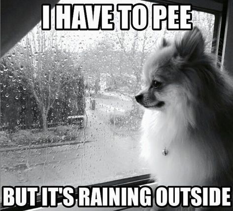 14 Funny Pomeranian Memes That Will Make You Smile! | Page 2 of 3 | PetPress Pomeranian Memes, Funny Pomeranian, Spitz Puppy, I Have To Pee, Pom Mom, Cute Pomeranian, Raining Outside, Teacup Puppies, Pomeranian Dog