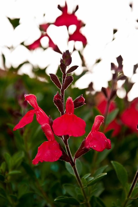 Houston Garden, Salvia Greggii, Autumn Sage, Texas Landscaping, Flower Bed Plants, Texas Native Plants, Front Yard Plants, Long Blooming Perennials, Outside Plants