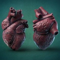 Heart Biology, Human Heart Art, Human Heart Anatomy, Heart Real, Heart 3d, Heart Anatomy, 3d Ideas, 3d Printing Projects, 3d Modelle