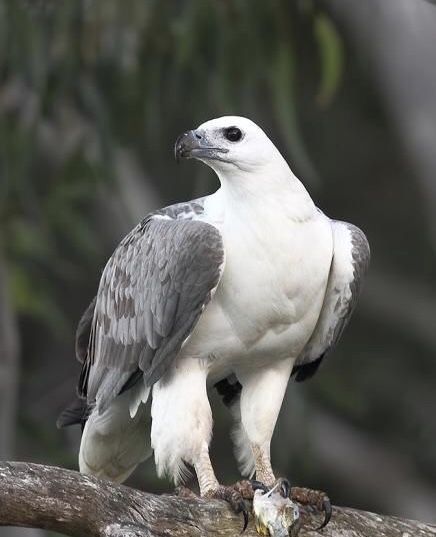 White-bellied Sea Eagle (Haliaeetus leucogaster) Australia Kestrel Bird, Raptor Bird Of Prey, Brunswick Heads, Australian Fauna, Raptors Bird, Sea Eagle, Eagle Wallpaper, Kingdom Animalia, Eagle Art