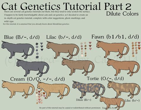 Cat Genetics Tutorial, Cat Genetics, Several Cat, Warrior Cats Series, Cat Eye Colors, Cat Anatomy, Warrior Cat Drawings, Cat Reference, Animal Science