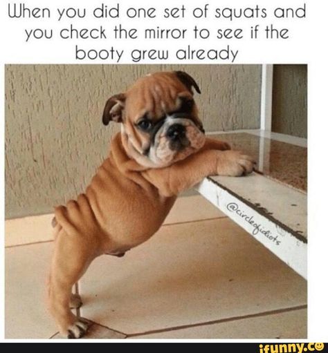 Found on iFunny Top 10 Dog Breeds, Property Brothers, Love My Dog, Dog Facts, Shar Pei, Fitness Transformation, Bulldog Puppies, Sweet Animals, Small Dog