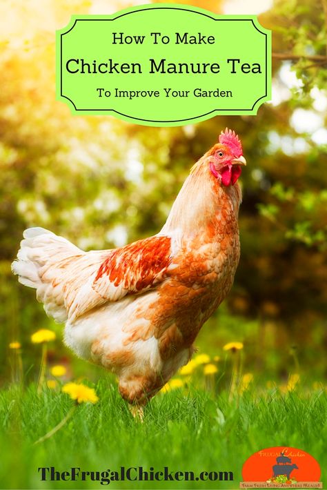 This is so great for your garden. Make it for free. Manure Tea, Chicken Manure, Chicken Keeping, Easy Gardening, Chicken Treats, Backyard Poultry, Garden Compost, Fertilizer For Plants, Organic Gardening Tips