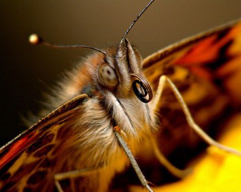 Image of Butterfly Face Moth Princess, Butterfly Facts, Butterfly Face, Big Butterfly, Butterfly Images, Photography Help, Butterfly Photos, Rose Pictures, Bleach Art