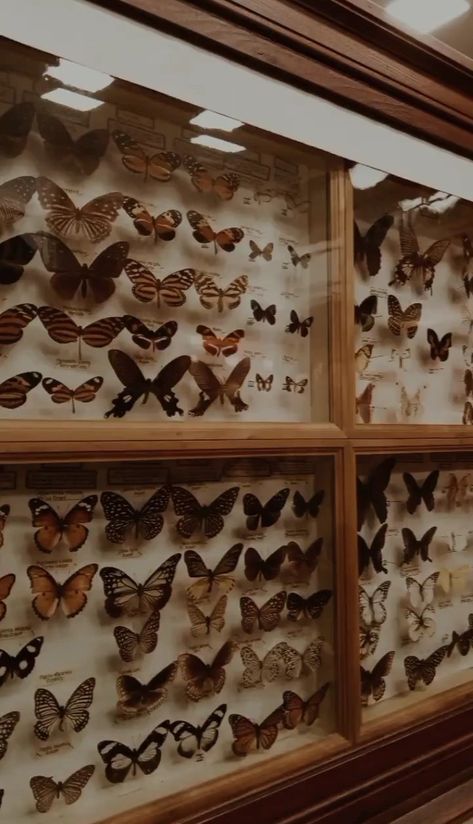 butterfly effect of the time bullterfies in a museum visiting and wondering about the beauty of the natural world Butterfly Pin Board, Pinned Butterflies, Butterfly Pin, The Natural World, Butterfly Effect, Pin Board, The Natural, Natural World, The Beauty