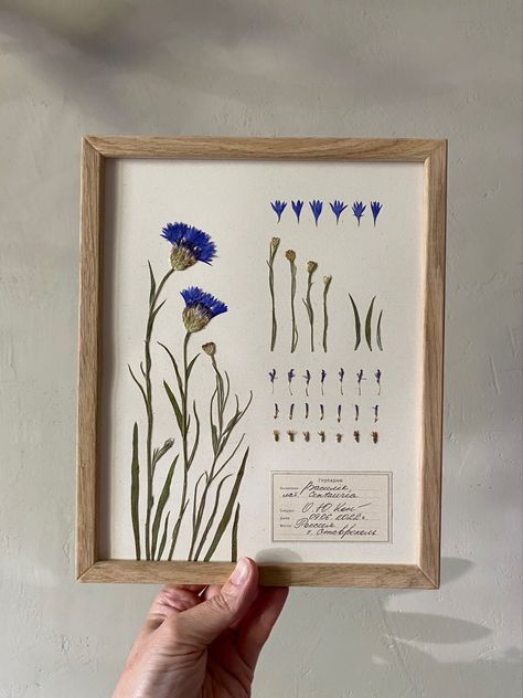 Herbarium by Olya_Klever Herbarium Book Ideas, Herbarium File, Herbarium Illustration, Herbarium Ideas, Flower Press Frame, Herbarium Aesthetic, Plant Pressing, Flower Press Art, Japanese Herbarium